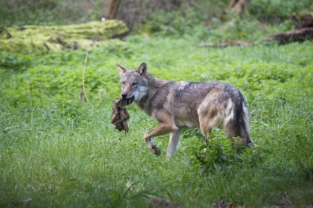 Raubtierfrühstück Europäischer Wolf © Hennig Wisentgehege