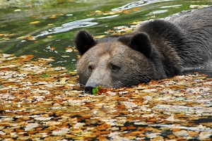 Bär im Herbstlaub