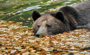 Bär im Herbstlaub